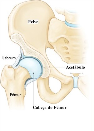 Osso do Quadril - Anatomia Quiz