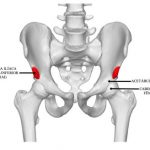 Figura 1. Anatomia