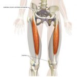 Figura 2. Músculo Reto Femoral (origem na EIAI e inserção na Patela)