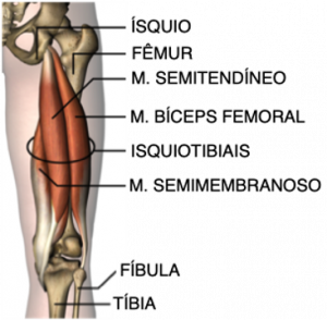 Lesão dos Músculos Posteriores da Coxa (Isquiotibiais) - Dr. Anderson