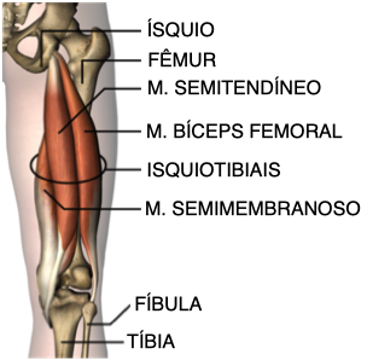 Isquiotibiais: como evitar e tratar lesões no posterior da coxa